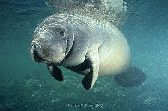 HSSP Manatee 'Star' By Pat Rose