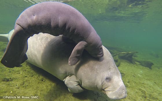 A manatee with her small calf nuzzling her.