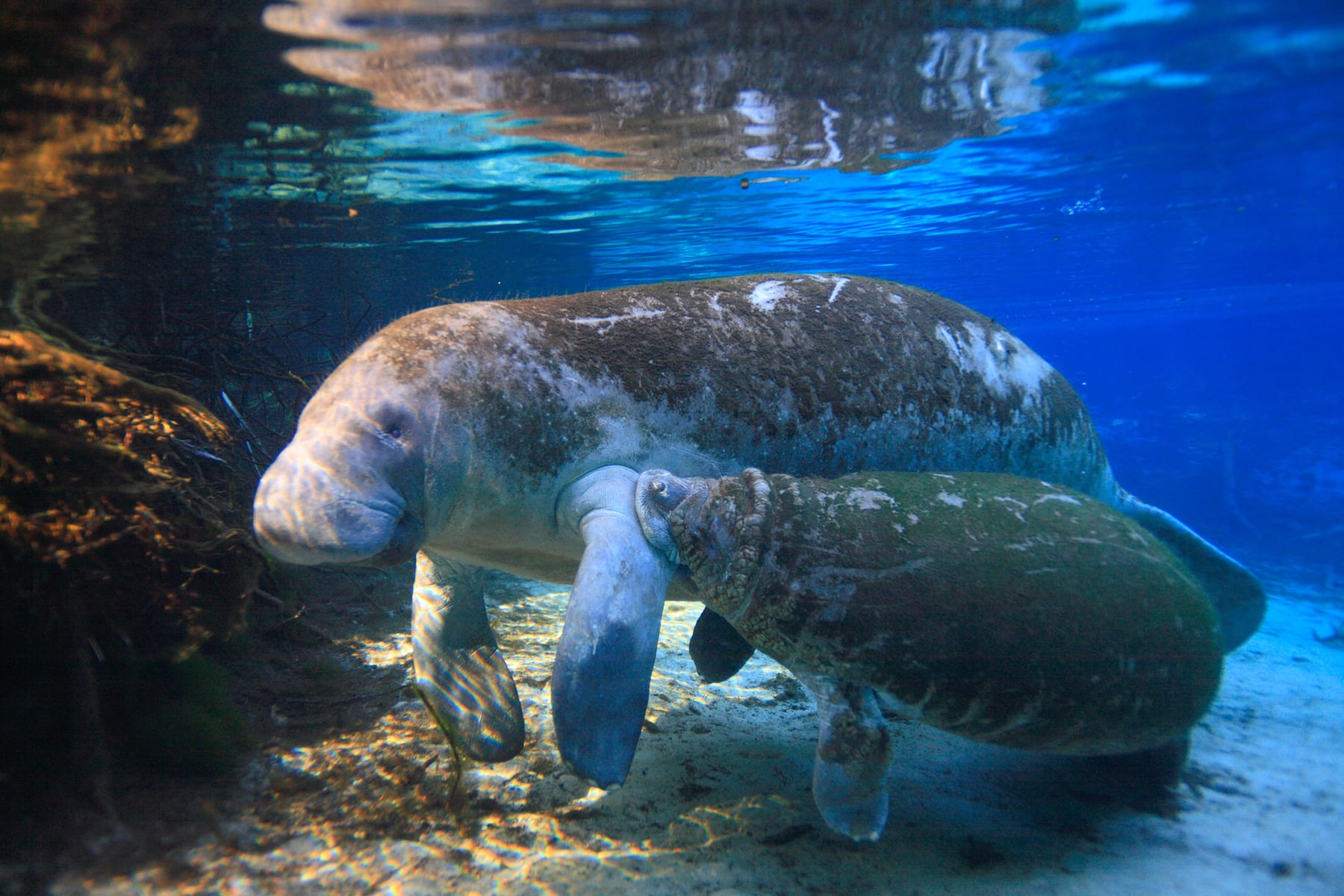 A manatee calf nursing from its mother.