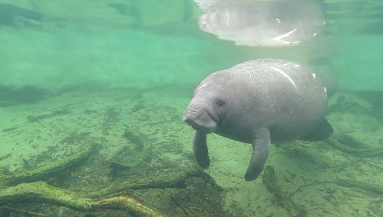 An underwater photo of aqua the manatee swimming through Blue Spring State Park.