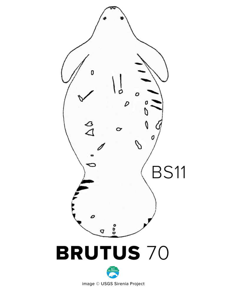 BS11 Brutus Scar 768x994