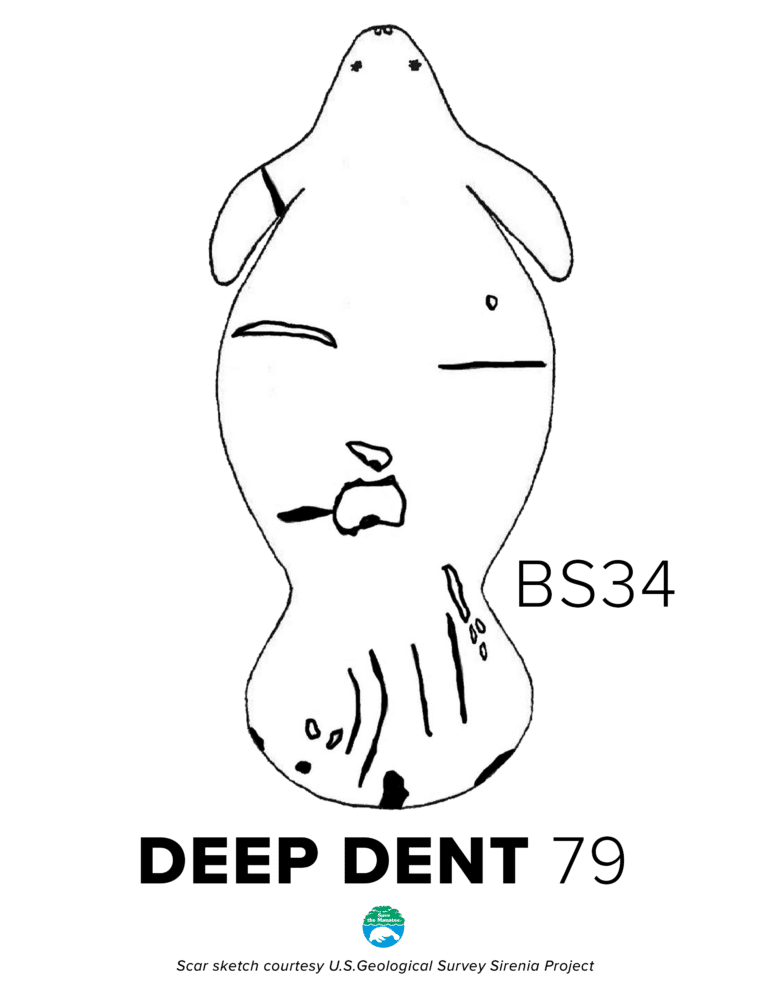 BS34 DeepDent Scar 768x994