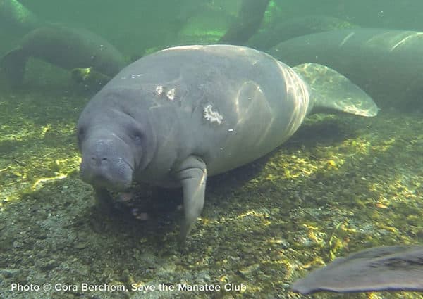 Annie swimming to the left of the frame and looking toward the camera. Propellor scarring is visible running from the back of her head down her left side. Manatees can be seen in the background resting and swimming.