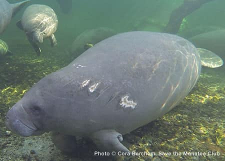 A photo showing Annie's visible propellor cuts going from the back of her head down the left side of her body. Manatees can be seen swimming and resting in the background.