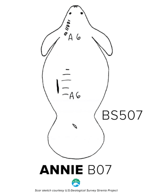 A drawing of Annie's scar pattern, showing propellor cuts extending from the back of her head down her left side, A6 symbols on the back of her head and her lower back, and propellor cuts just to the left of the A6 symbol on her lower back. The diagram also indicates a Blue Spring identification number of 507 and identification in the year 2007.