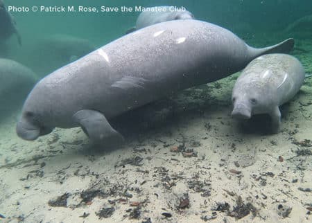 Aqua the manatee swimming to the left as a small calf swims at her side. Other manatees are visible in the background.