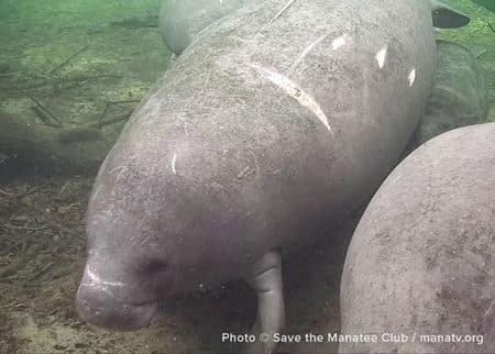 A close-up of Aqua the manatee. Two smaller manatees can barely be seen just off-screen.