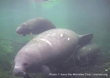 A group of manatees swimming in the water. The manatee in the center is Aqua.