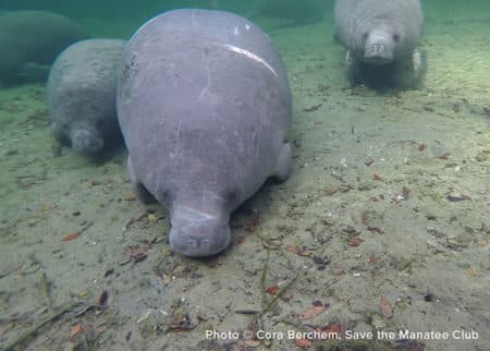 Aqua swimming toward the camera with two smaller manatees on either side of her.