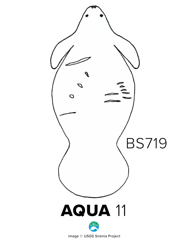 Aqua's scar chart shows three propellor cuts on her left shoulder with a large white scar just above it, in addition to smaller scars on her right side. The chart also shows that her ID number is BS719 and she was identified in 2011.