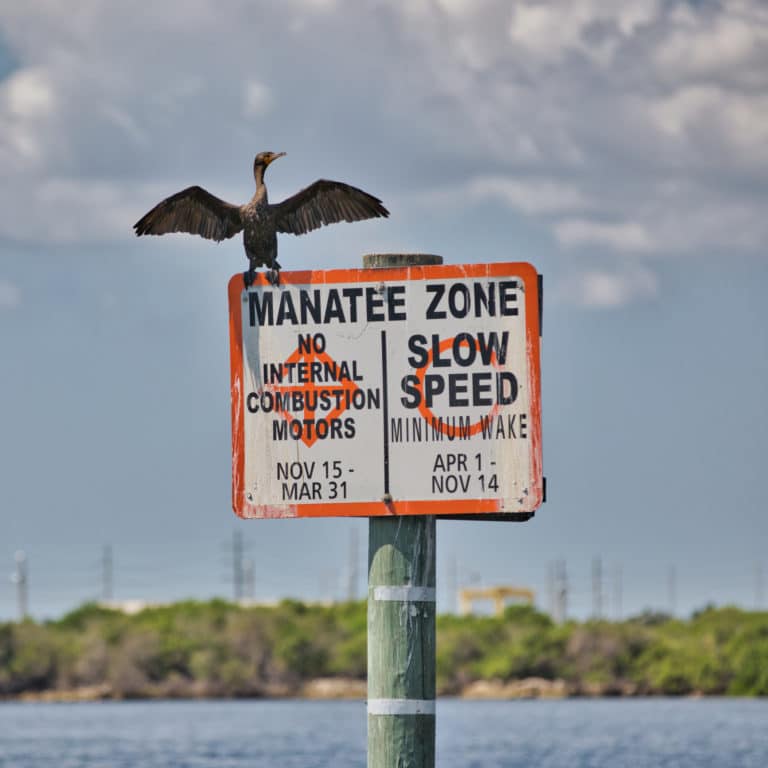 Manatee Facts | Save The Manatee Club