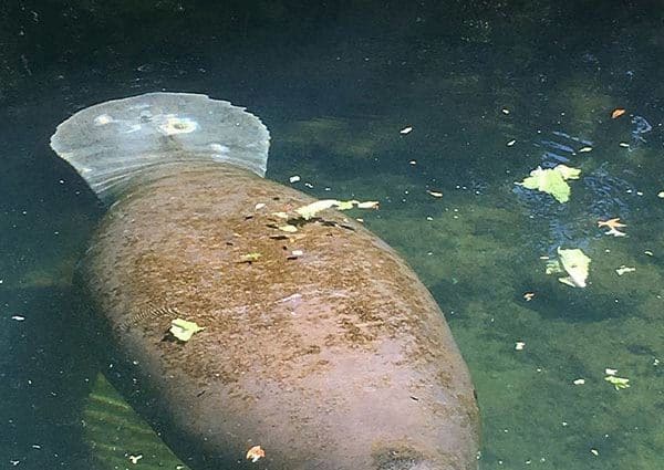 An above-water photo of Ariel the manatee swimming toward a rectangular feeding area made of pipes. Lettuce is visible in the feeding area, and some light scarring can be seen on her tail.