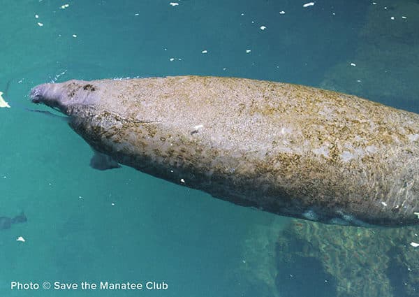 A top view of manatee Ariel at the surface of clear blue water.
