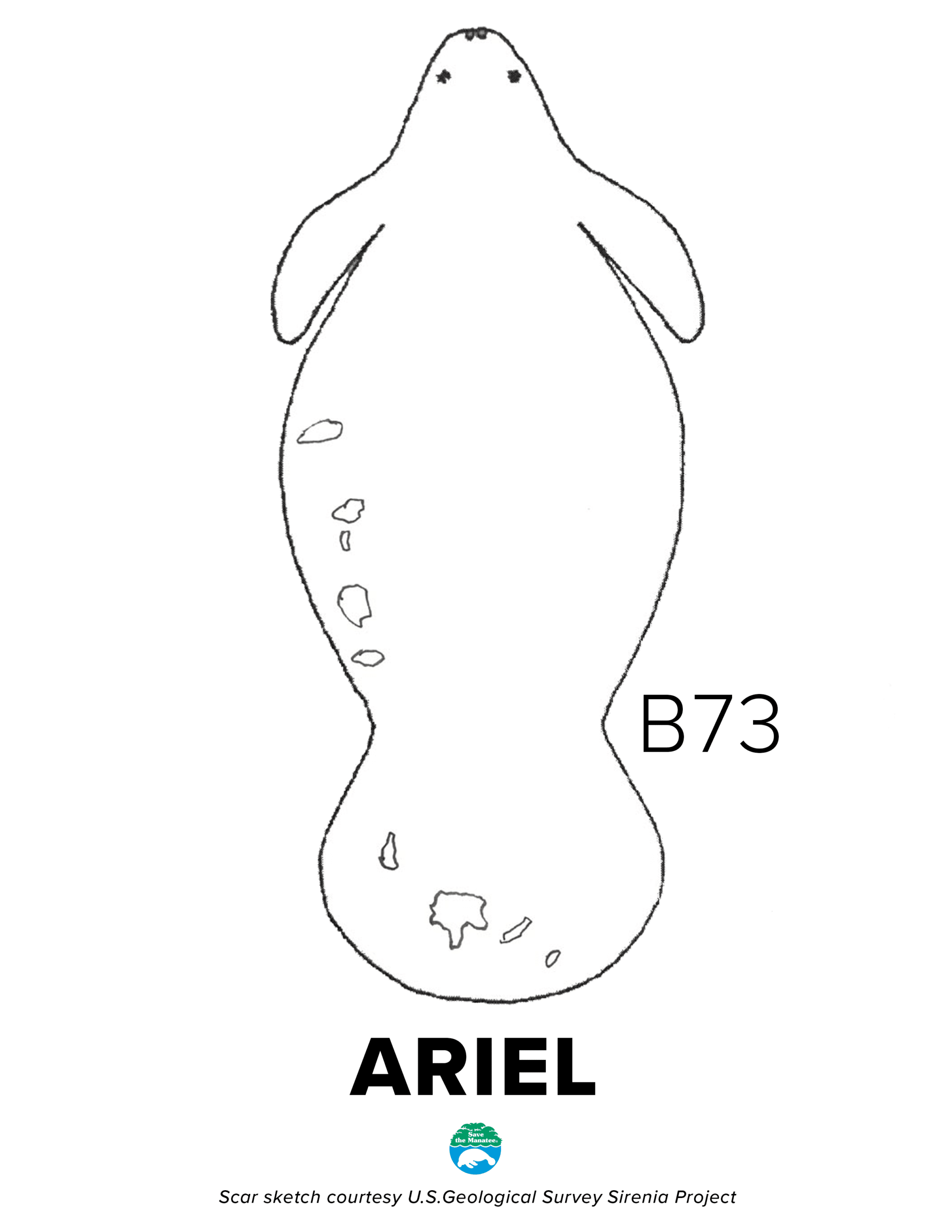 Ariel's scar chart, showing a few scars along the left side of her body and her tail.