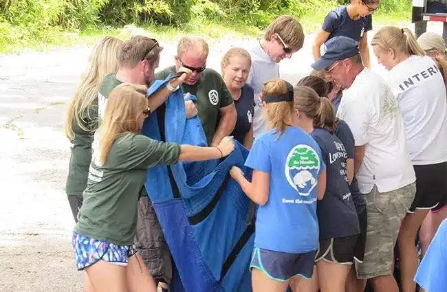 A team works together to lift and move a blue stretcher containing a manatee named Leesburg, who is ready to be released after being rehabilitated for cold stress.