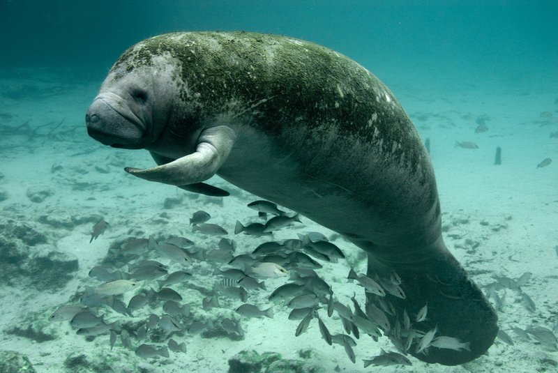 An image showing the Florida subspecies of the West Indian manatee.