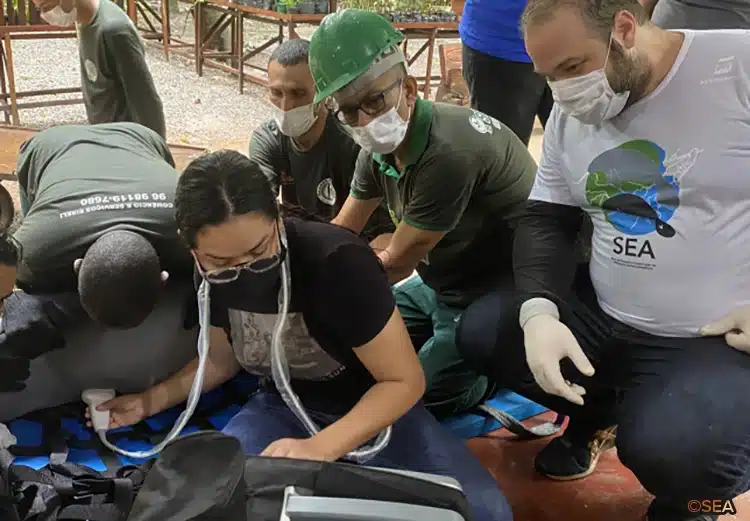 Several team members from SEA surround a rescued manatee and perform a health check.