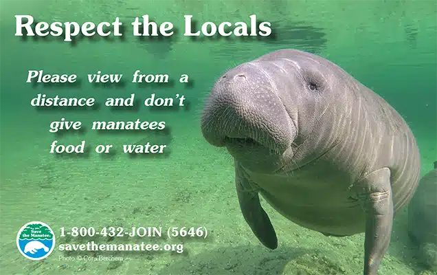 A PSA featuring a closeup of a manatee face with the text, "Respect the Locals. Please view from a distance and don't give manatees food or water."