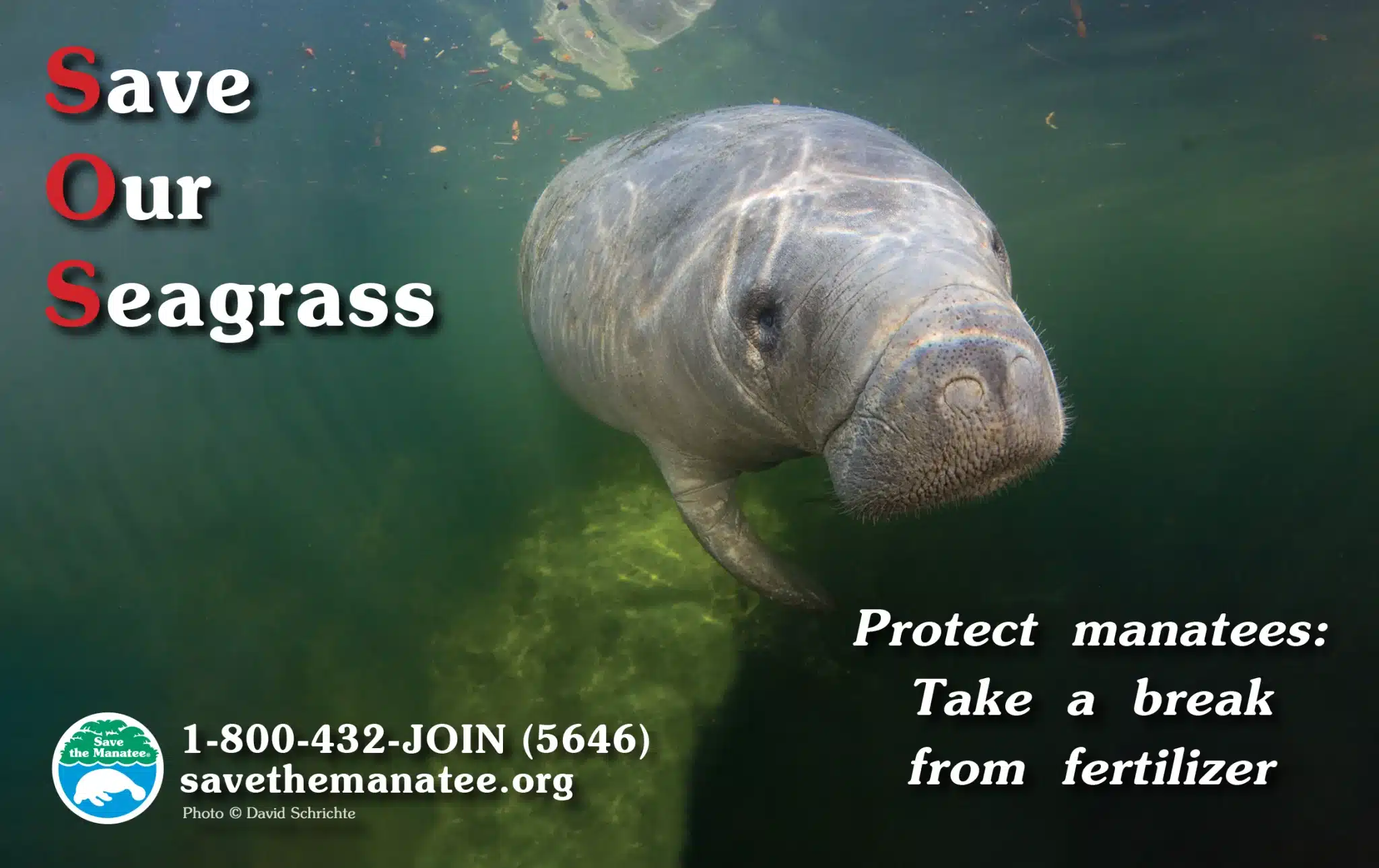 A PSA featuring a closeup of a manatee face with the text, "Save Our Seagrass. Protect manatees: Take a break from fertilizer."