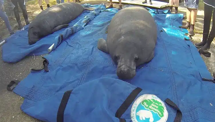 Two manatees, named Ace and Venice, side-by-side on a stretcher featuring Save the Manatee Club's logo as they await release back into their natural environment near Fort Myers, Florida. 