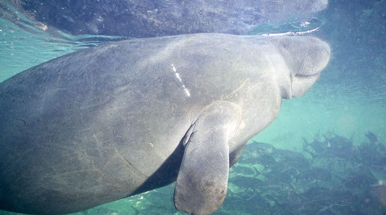 An underwater photo of Ariel the manatee surfacing to breathe.