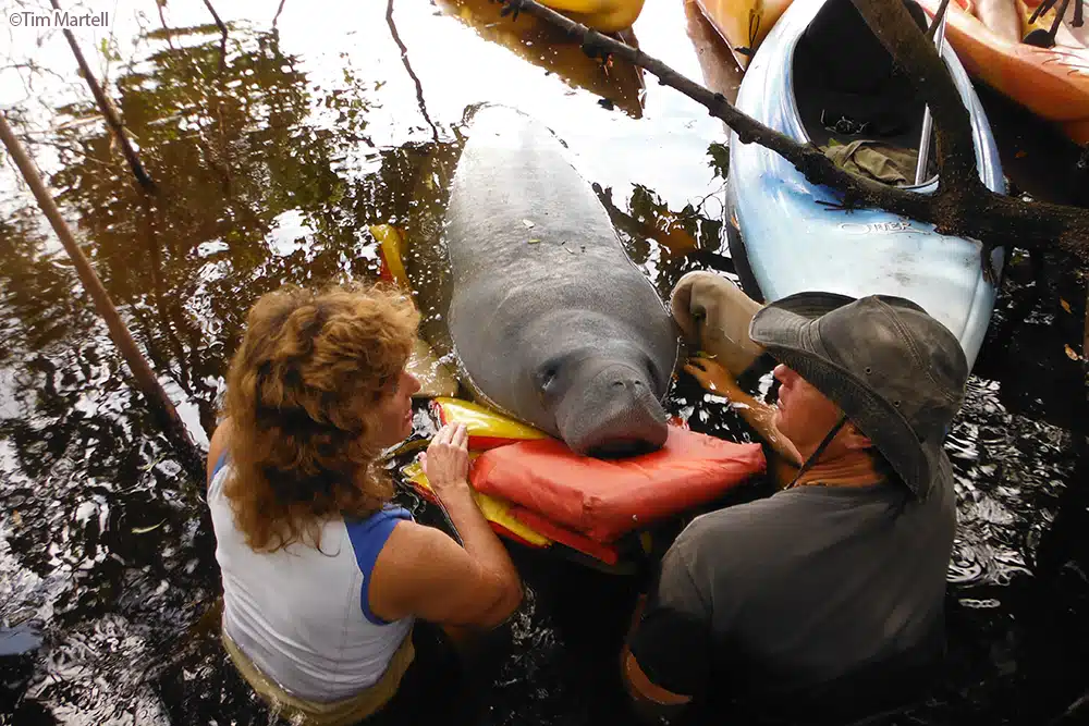 Two rescuers use a floatation device hold a manatee's head above water to help them breathe.