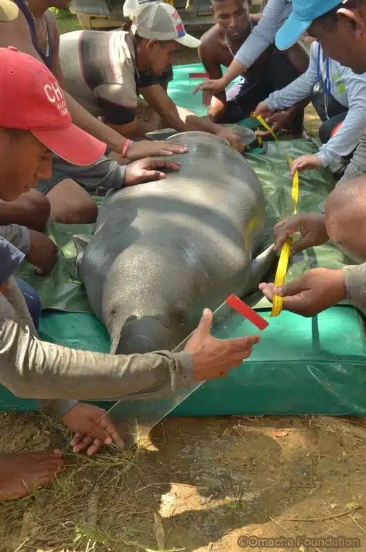 Omacha Foundation team members hold up a ruler next to a rescued manatee, taking measurements.