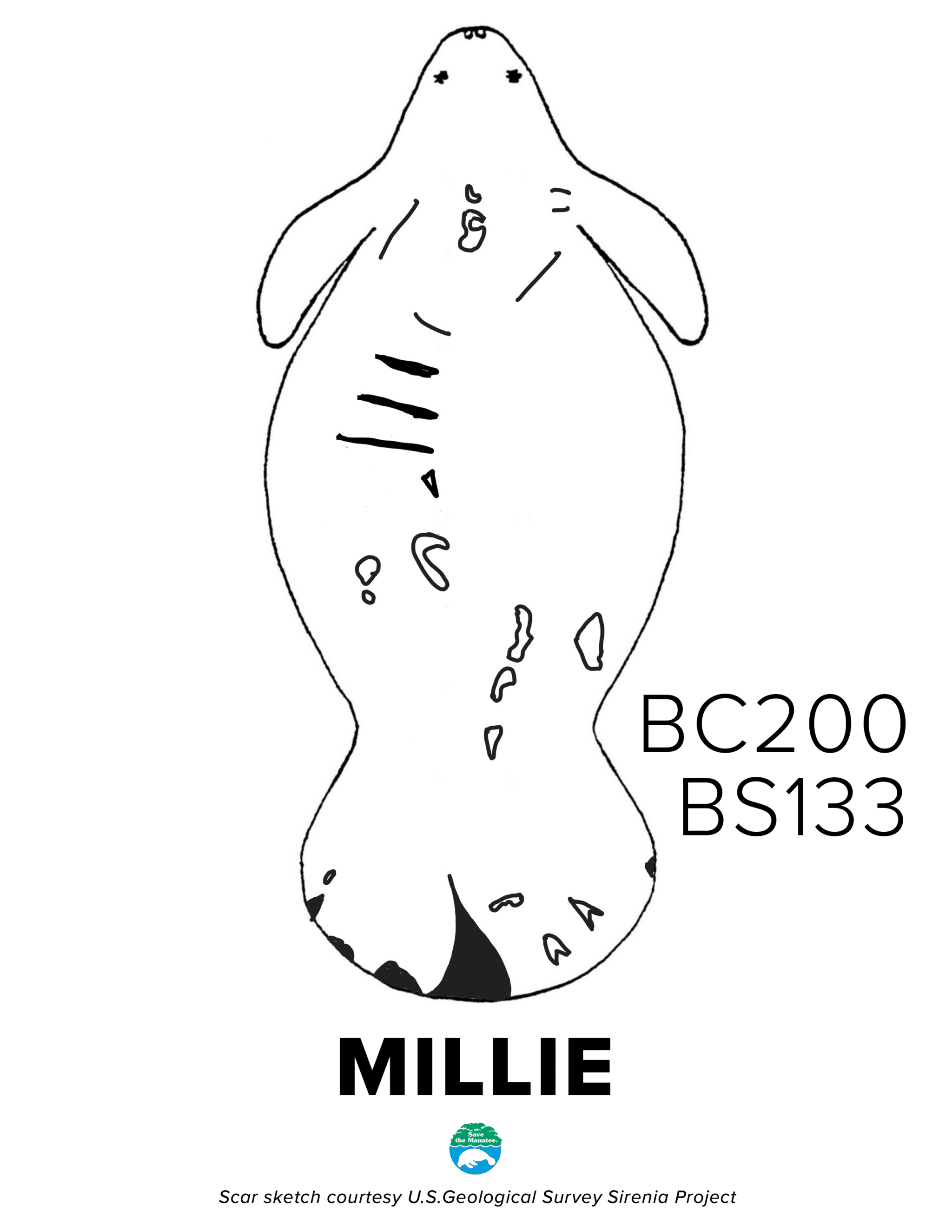 BC200BS133 Millie Scar