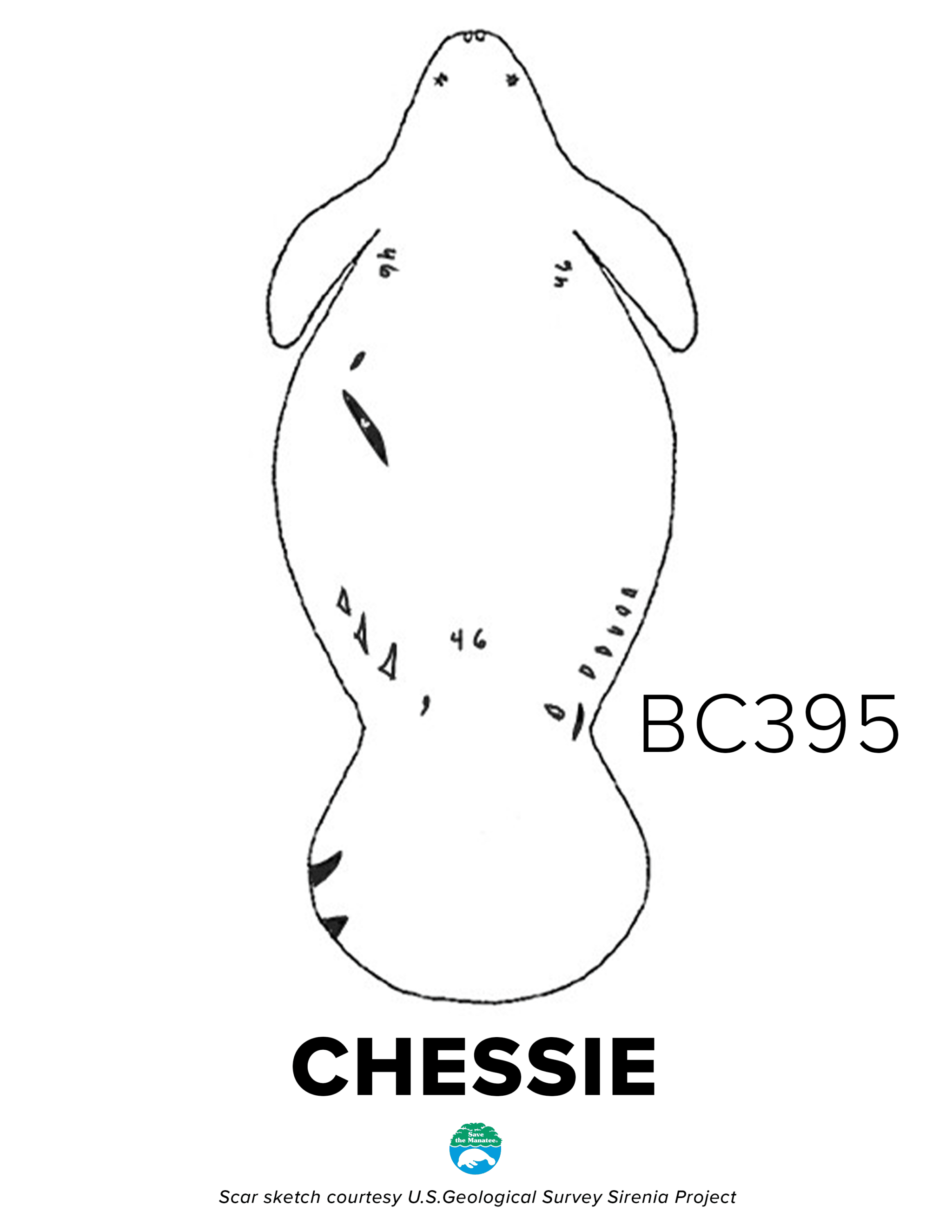 BC395 Chessie Scar