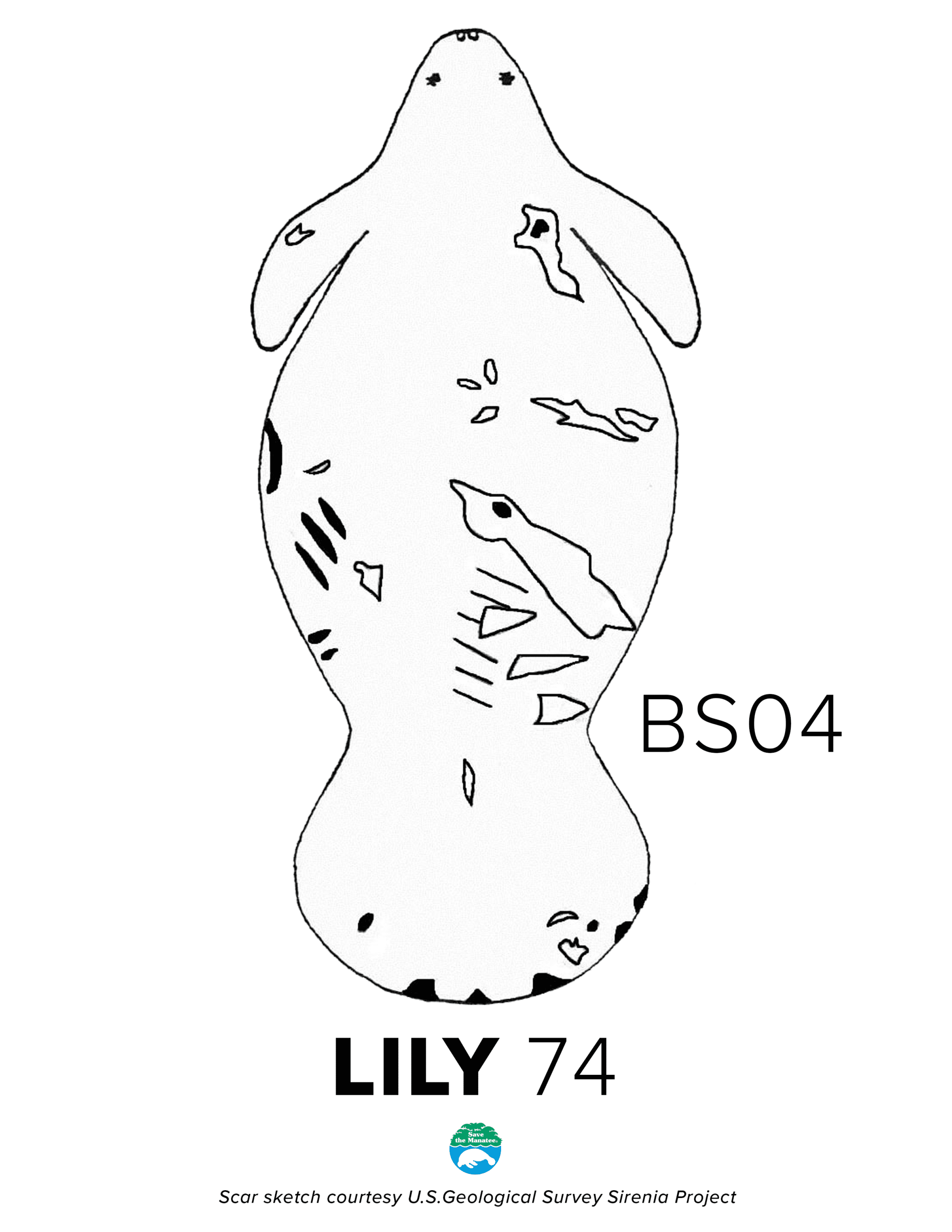 BS04 Lily Scar