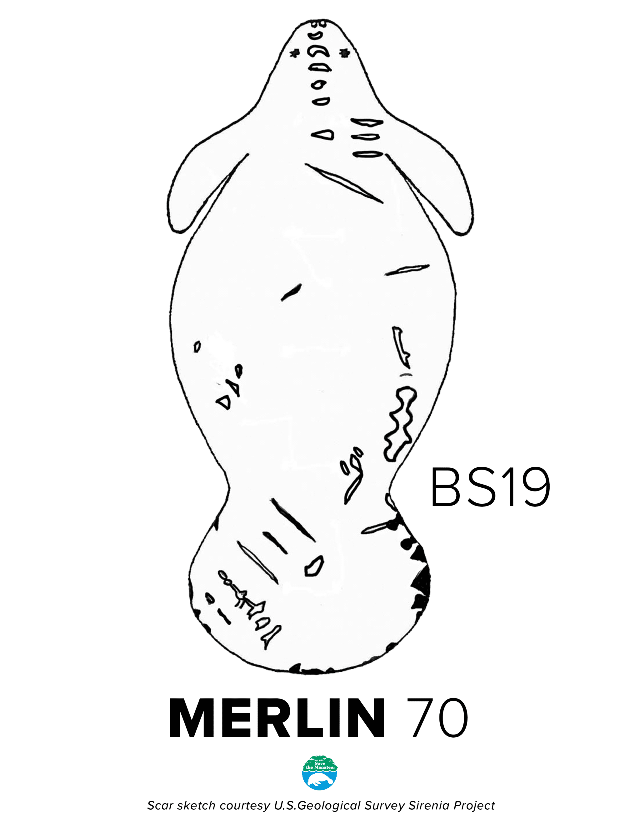 BS19 Merlin Scar