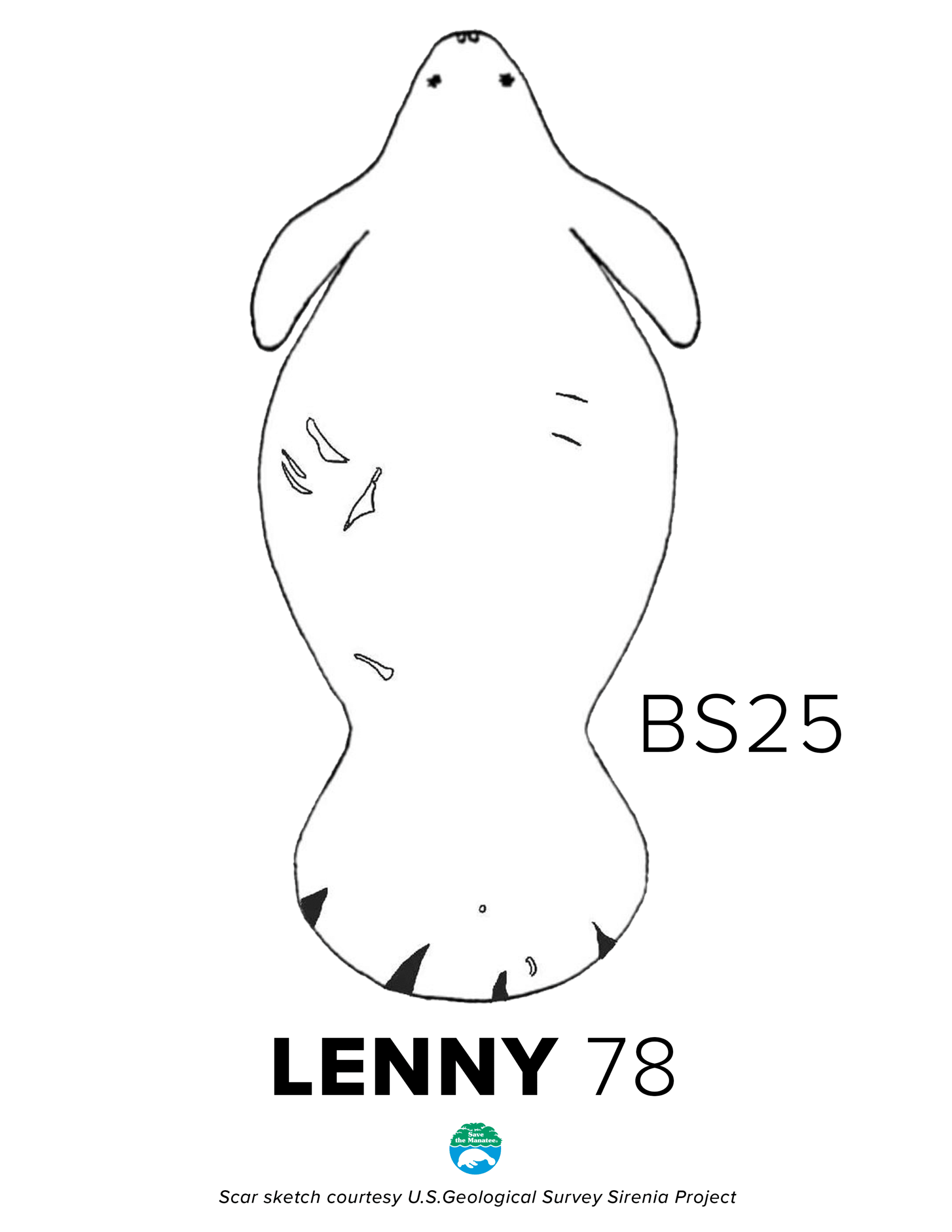 BS25 Lenny Scar