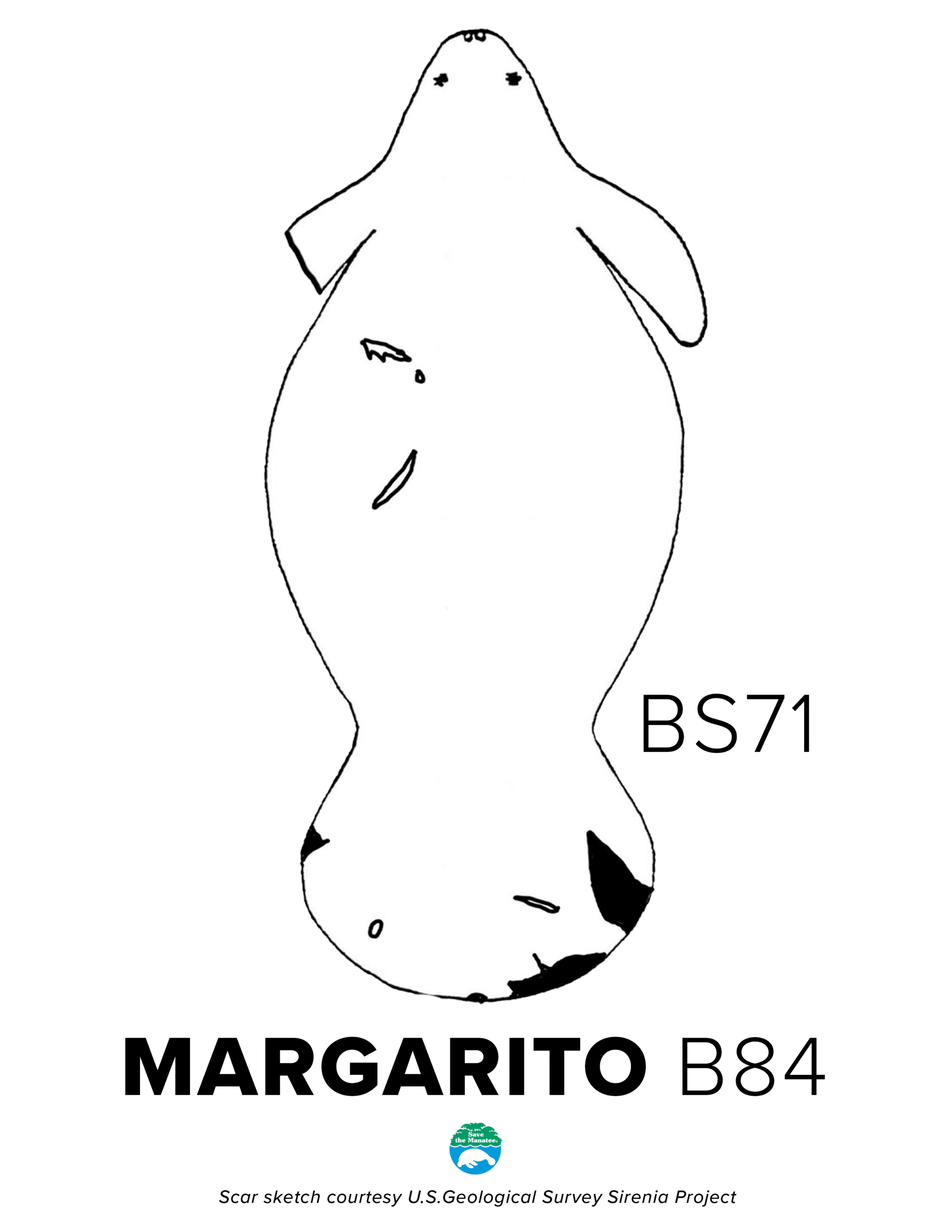 BS71 Margarito Scar