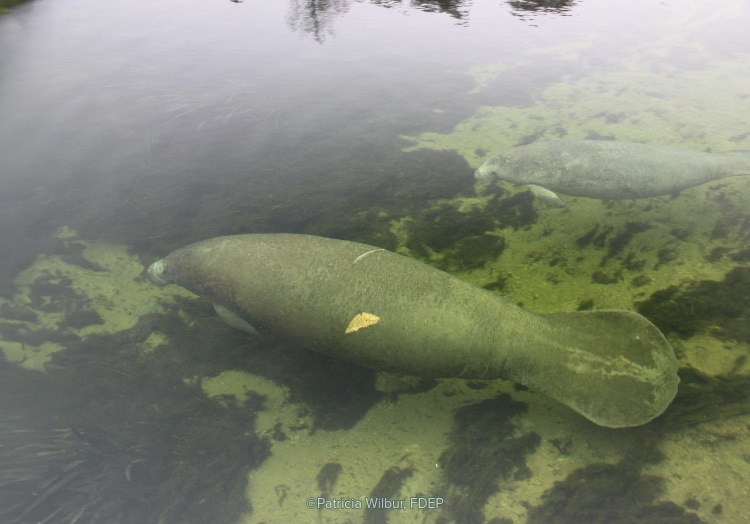 Bama An above-water photo showing Bama the manatee swimming through Alabama waters with a smaller manatee just behind her.