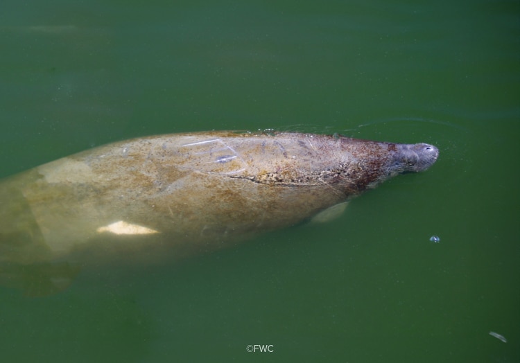 An above-water photo of Elsie the manatee surfacing for air.