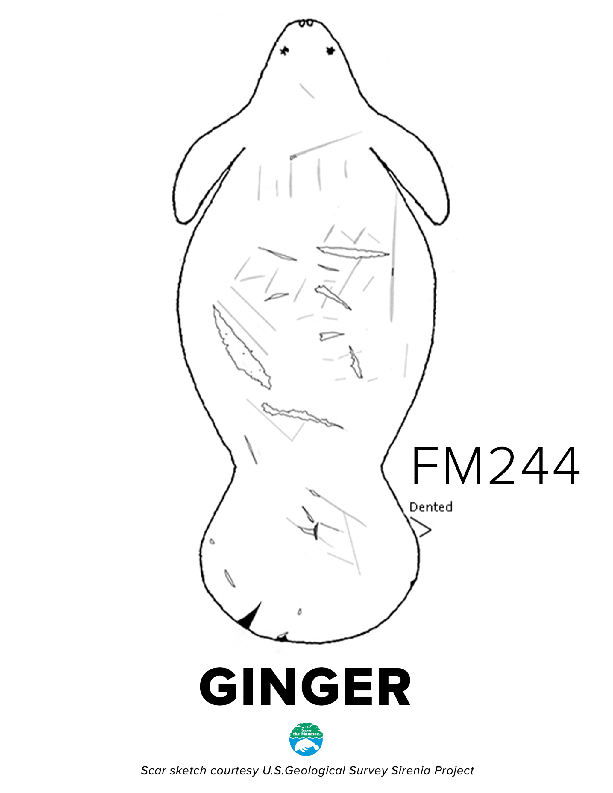 FM244 Ginger Scar