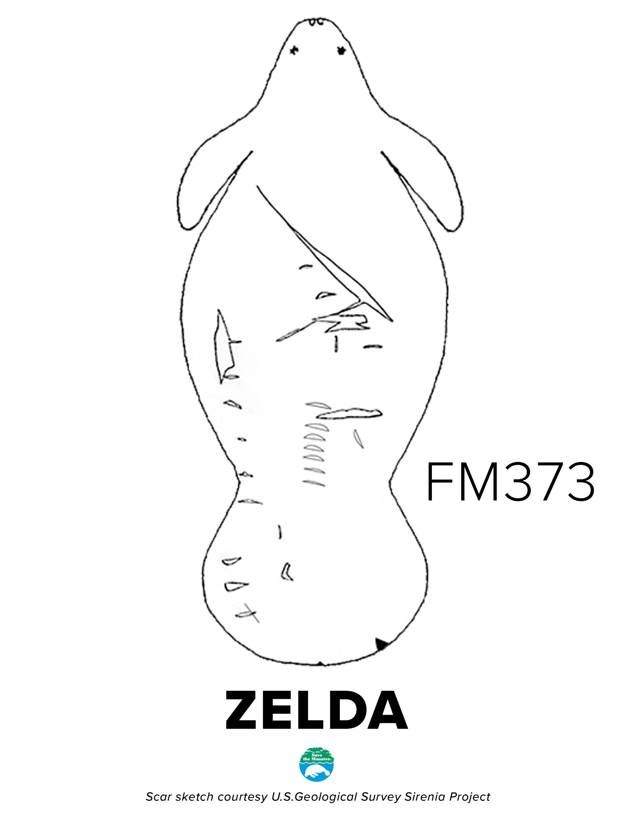 FM373 Zelda Scar