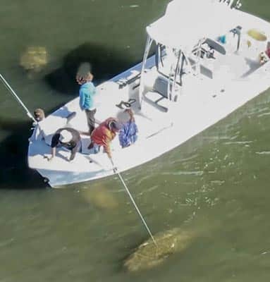 A drone photo of a boat with three people on it. One of the people is poking a manatee with a fishing rod.