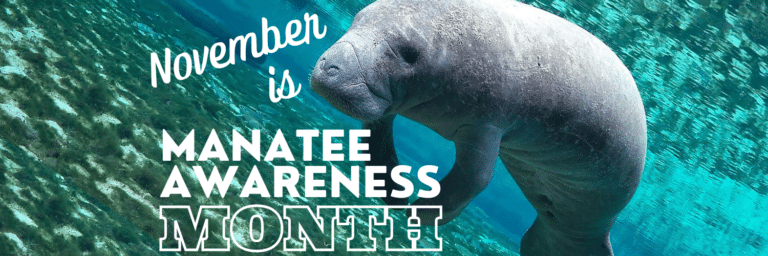 November Is Manatee Awareness Month | Save The Manatee Club