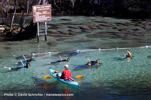 A photo showing a congregation of manatees in the protected sanctuary of Three Sisters Springs while several snorkelers and a kayaker are just outside the border of the refuge.