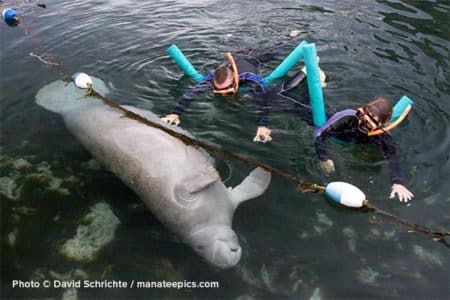 Snorkelers approach and touch a manatee in a designated sanctuary. This is one example of manatee harassment.