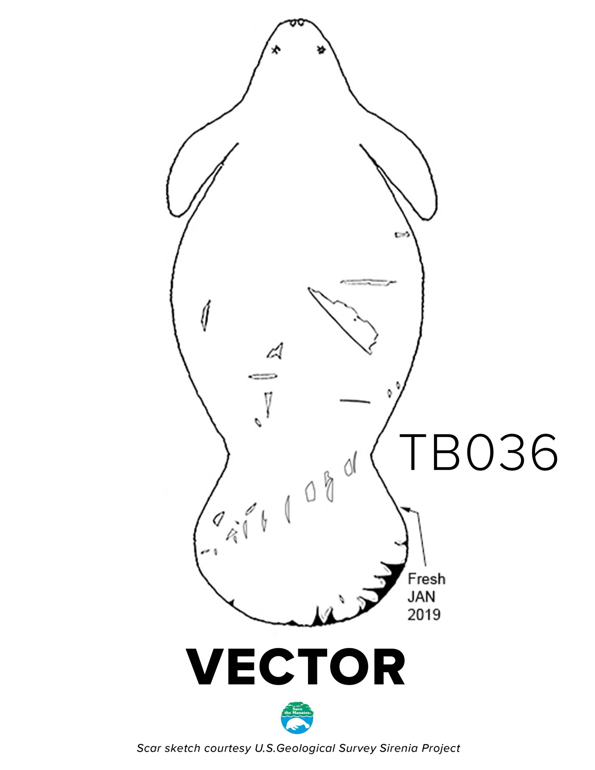 TB036 Vector Scar