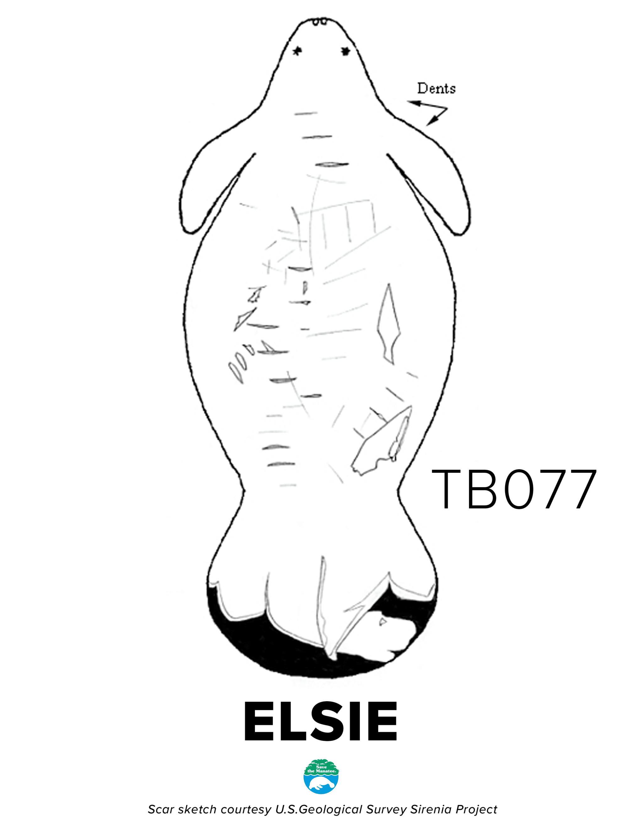 TB77 Elsie Scar