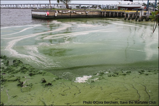 The blue-green algae infesting the waters at a marina in Stuart, Florida.