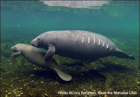 A living manatee bears scars from a watercraft collision.