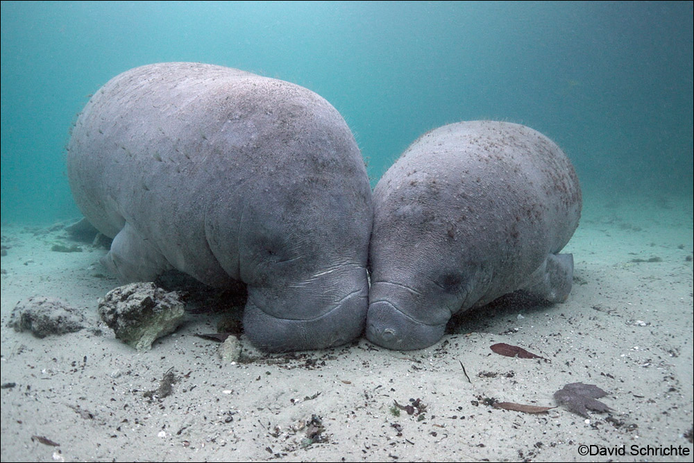 A mother manatee and calf rest together.