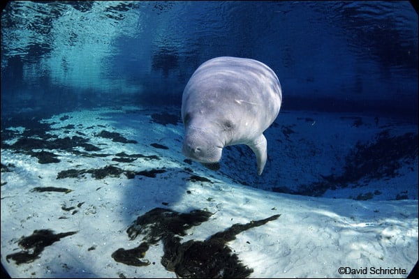 Most of the manatees in the Club’s adoption program are studied in their winter habitat by SMC’s research team at Blue Spring State Park in Orange City, Florida.