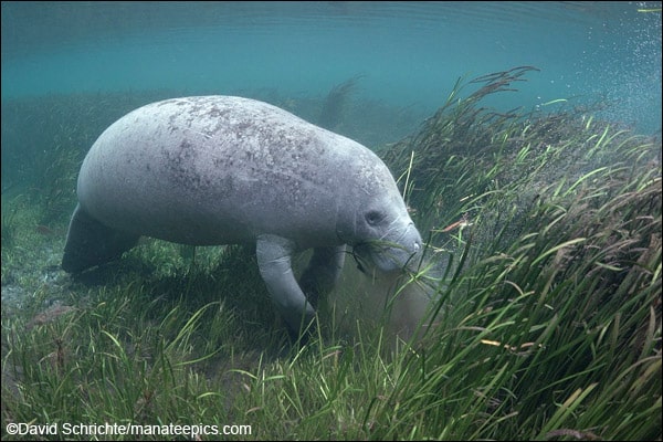 Manatees are herbivores, feeding on both marine and freshwater aquatic vegetation such as seagrass and other submerged, floating, and emergent plants.