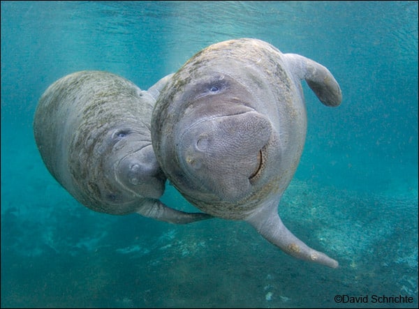 Save the Manatee Club is commemorating Manatee Appreciation Day this year on March 31st by sharing manatee facts, videos, quizzes, and Q&A sessions with experts online all day.