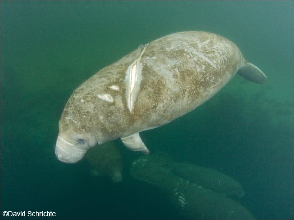 The biggest threats manatees continue to face are the result of human impacts. Above, a manatee with scars from a watercraft collision.